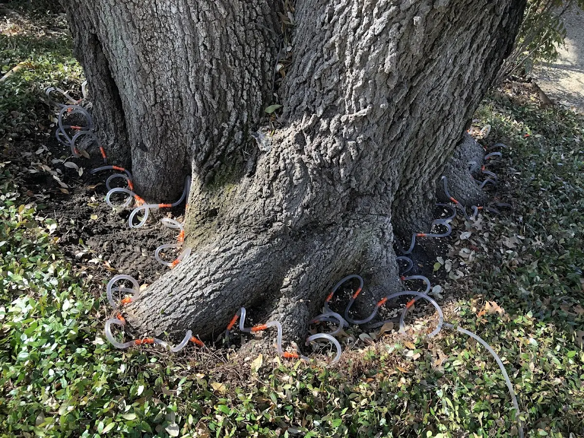Detailed Tree Cabling and Bracing job site in Mercedes