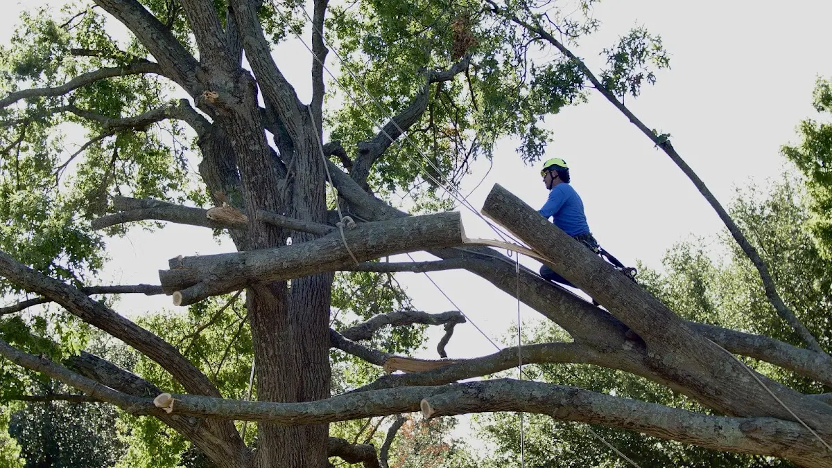 Professional Crown Thinning performed by certified arborists in Mercedes