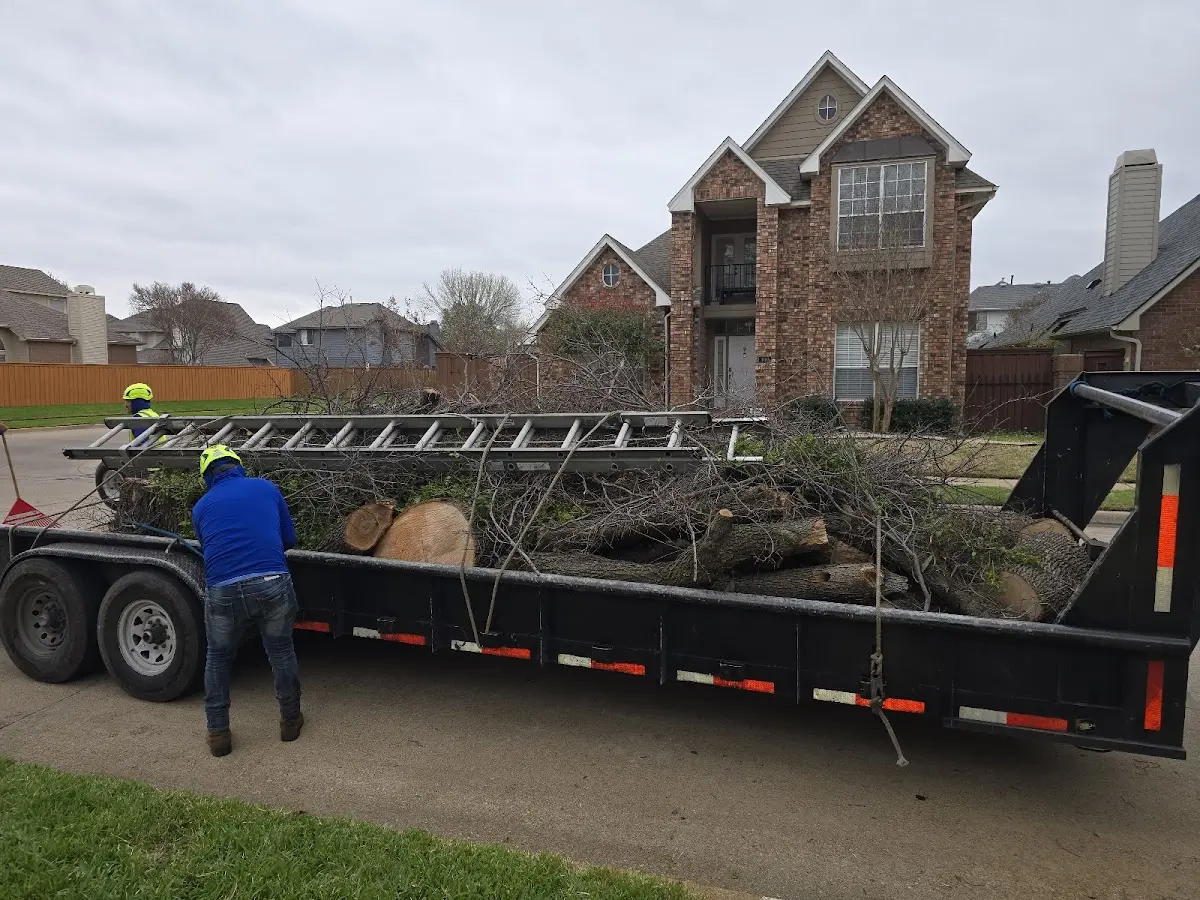 Expert Tree Fertilization with proper safety equipment in Mercedes